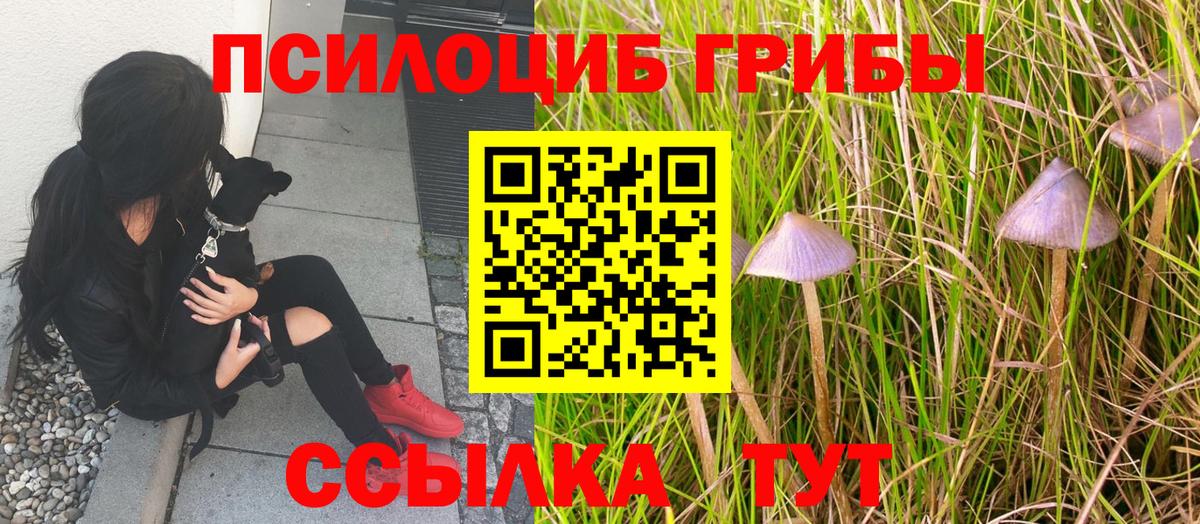 Видное  Галлюциногенные грибы прущие грибы  Вход с VPN 